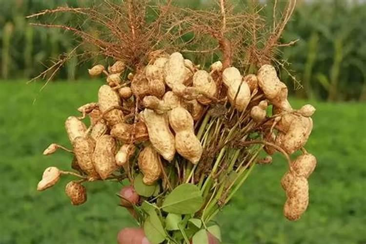 花生喷施钙肥最佳时间 什么时候使用合适