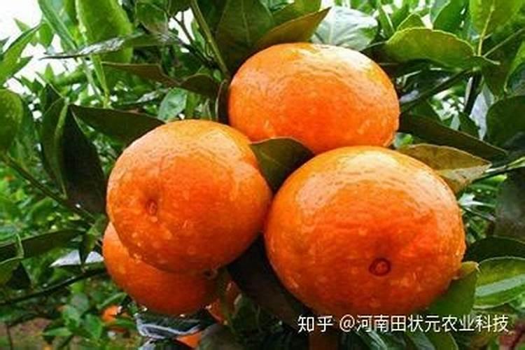 柑桔叶面肥配制方法和用量