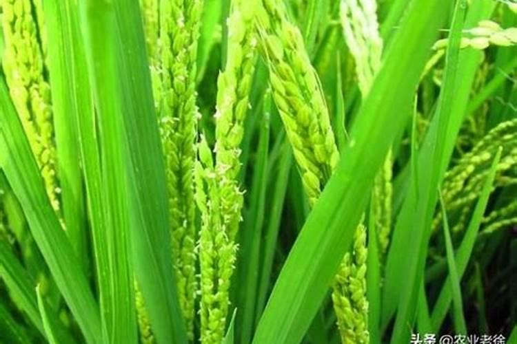 水稻叶面肥,水稻叶面肥什么时候用 叶面肥用法用量