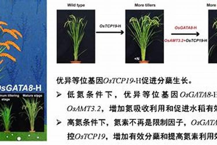 水稻氮肥施用过量了有什么后果？