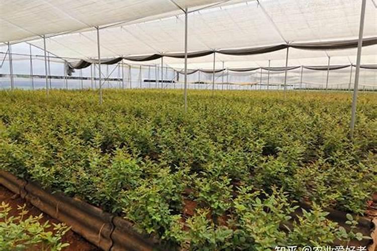 桂花专用钾肥怎么用效果好？
