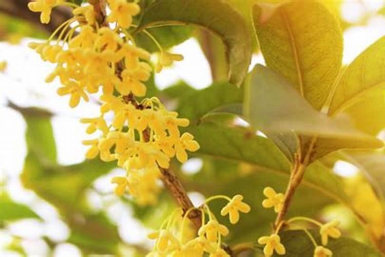 桂花如何施钾肥