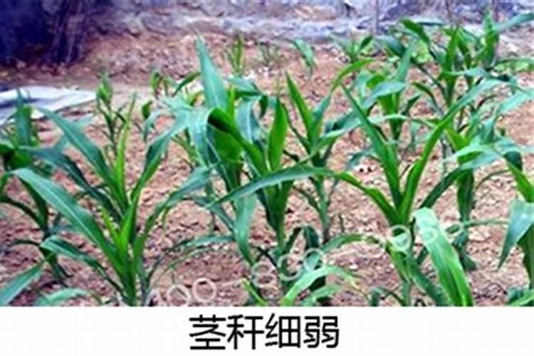 玉米用什么叶面肥好