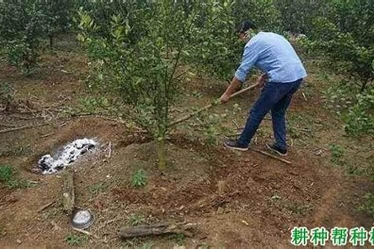 柑桔可以施含氯氮肥吗为什么？