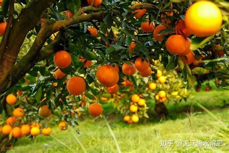 柑橘什么时候施肥
