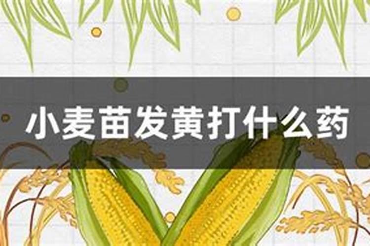 小麦苗黄应用什么药？