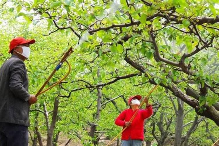 湖北果树叶面肥使用方法和用量