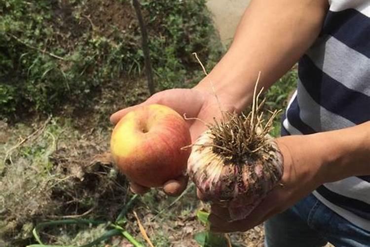 复合肥2956种什么作物大蒜可以用