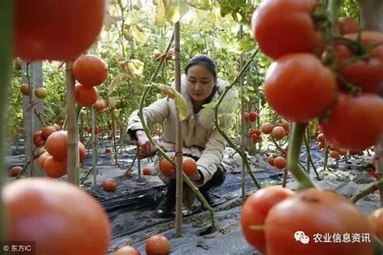 西红柿对花以后能冲肥吗？