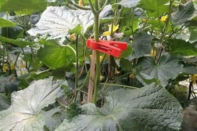 黄瓜落蔓之后可以冲施高磷的水溶肥吗？
