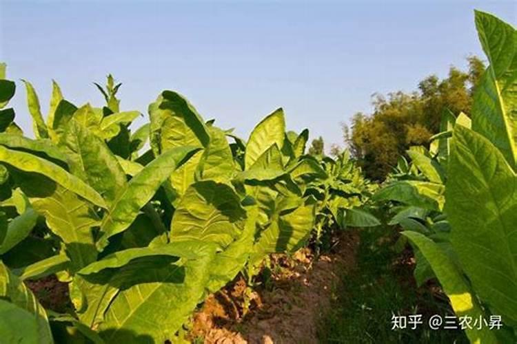 烤烟氮肥怎么处理好？