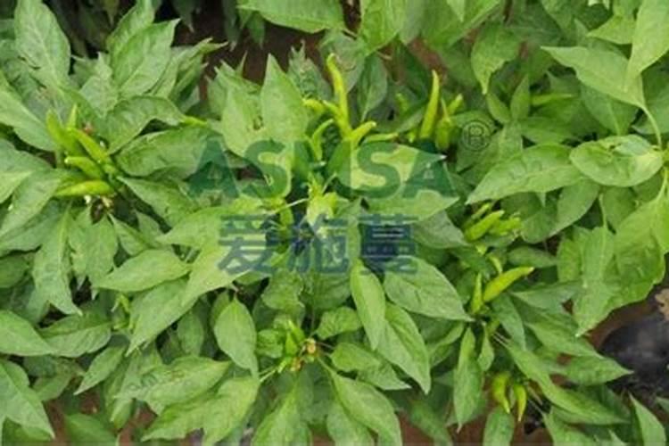 辣椒开花结果期用什么肥料