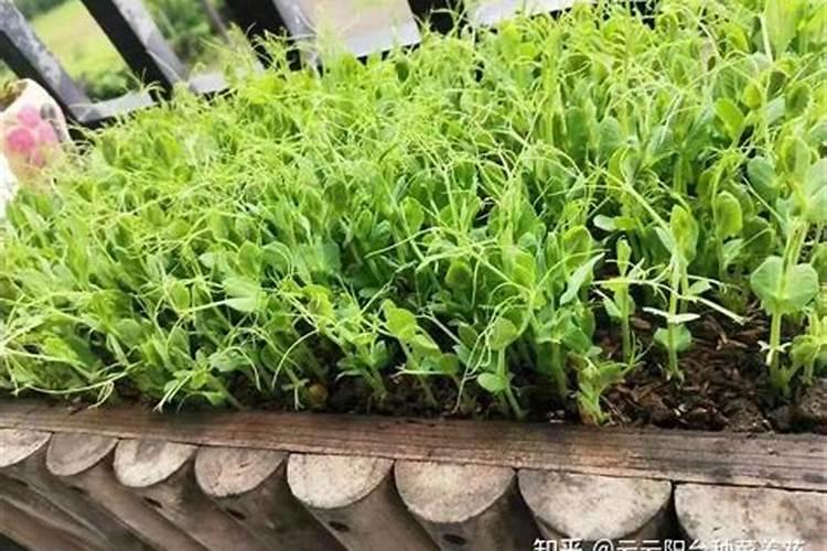 种豌豆尖用什么肥料