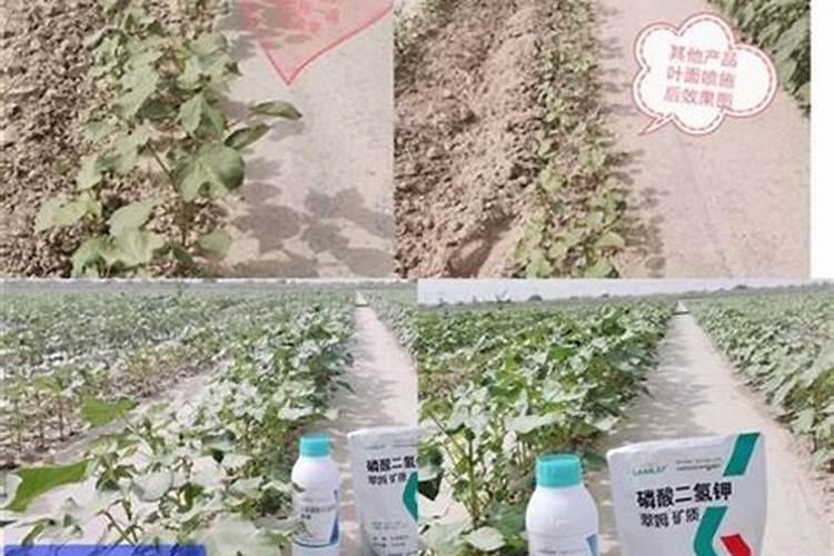什么叶面肥能让水果提前成熟？
