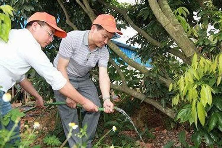 鱼蛋白浇果树的正确方法是