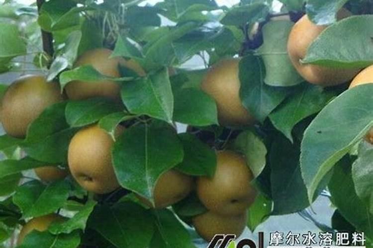 梨树在摘果前二十天用冲施肥管用吗
