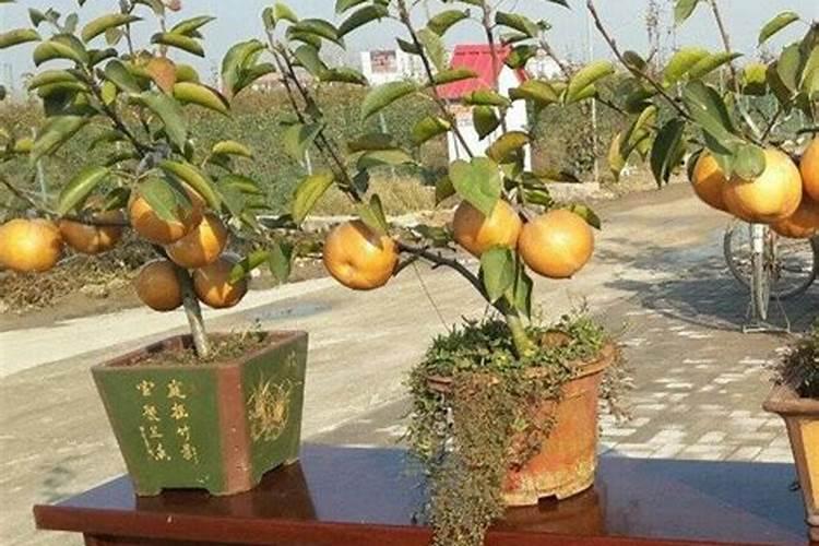 梨树结果后什么时候施肥,施什么肥,施数量多少？