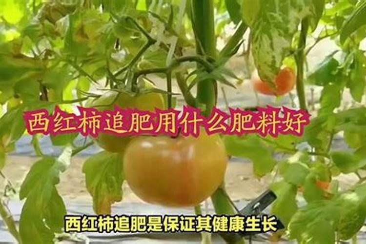 西红柿追肥用什么肥料