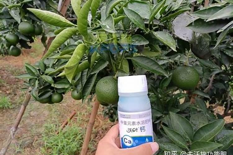 葡萄小苗要补钙镁肥吗为什么？