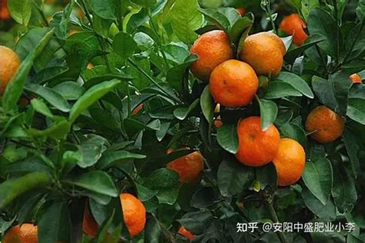 橘树施水溶肥好不好用呀怎么浇水？