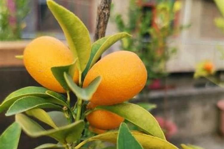 橘子树种植和施肥技巧