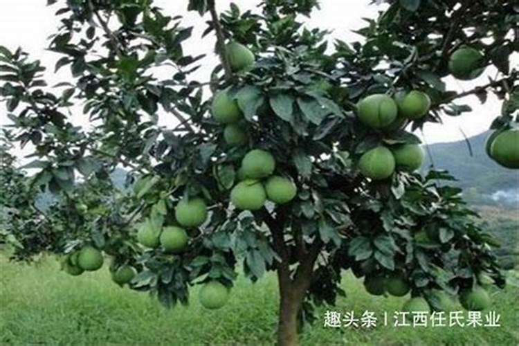 泰国青柚的种植技术