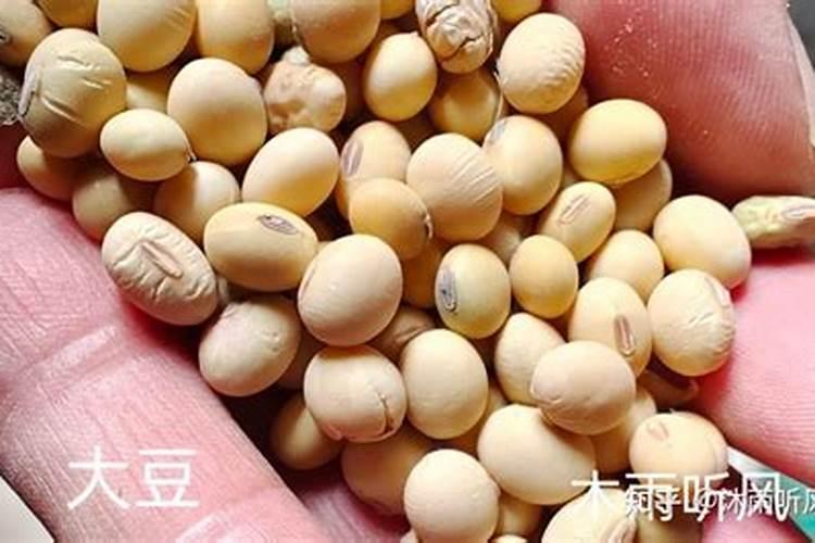 黄豆需要追氮肥么为什么？