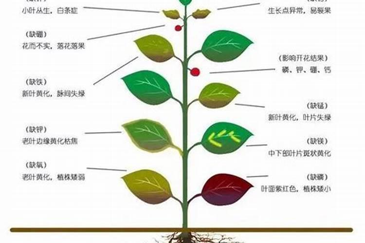 微量元素肥料有什么作用
