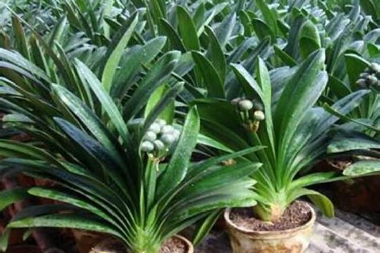 君子兰叶面肥怎么用,做到薄肥勤施原则/水溶性肥料为主
