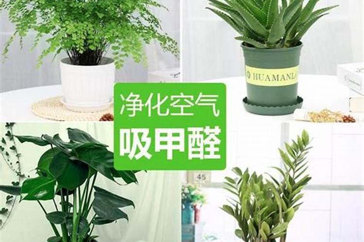 什么花去甲醛又防辐射