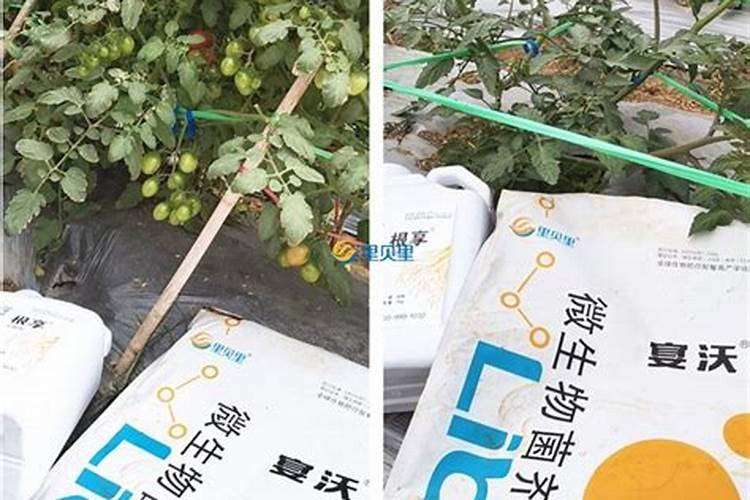聊城原装水溶肥哪家好用？