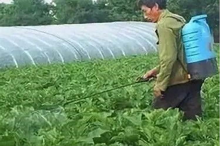 含钙叶面肥使用时应该什么时候用？