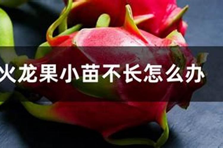 火龙果小苗不长怎么办