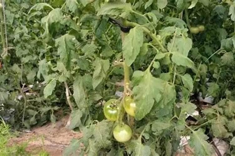 如何防止番茄氮、磷、钾过剩？
