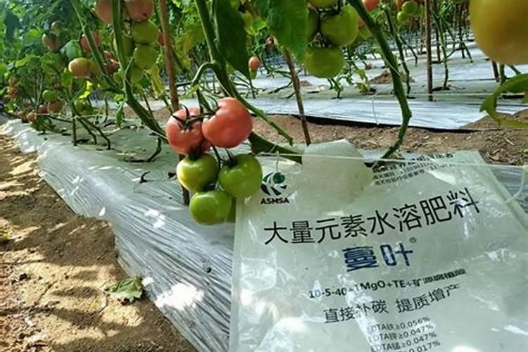 西红柿具体要什么时候冲施高钾水溶肥才合适？
