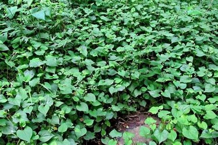 鱼腥草种植用磷肥还是钾肥最好？