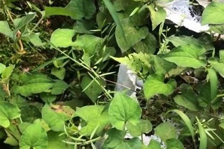 种鱼腥草用什么肥料最好