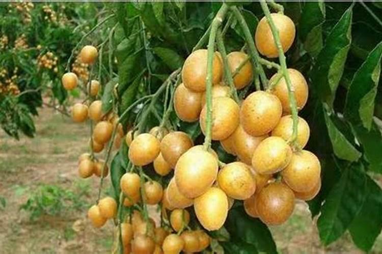 种植黄皮果时,我们该选用怎样的肥料？