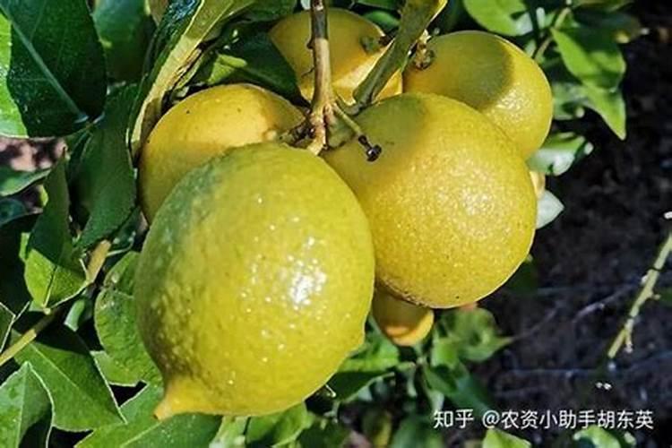 香水柠檬要喷什么叶面肥最好？
