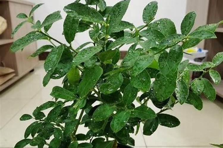 香水柠檬夏天养护