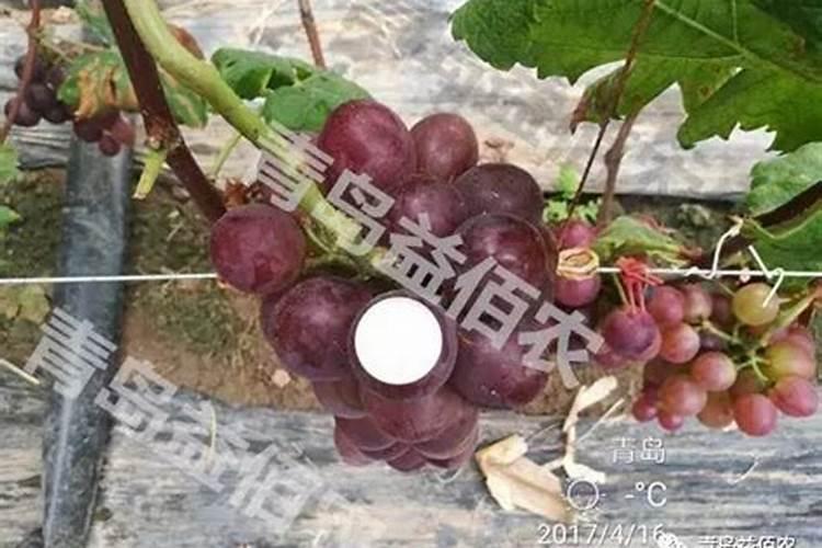 果树补钙的最佳时间 一年需要补钙几次