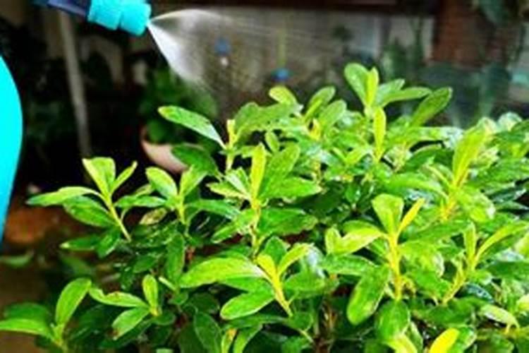尿素和磷酸二氢钾能在一起作为叶面肥用吗