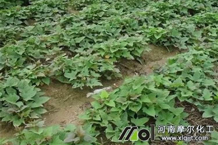 红薯苗长出地面喷什么叶面肥最好？