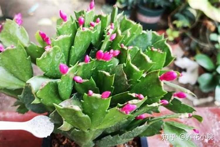 蟹爪兰春天可以施氮肥吗怎么施？