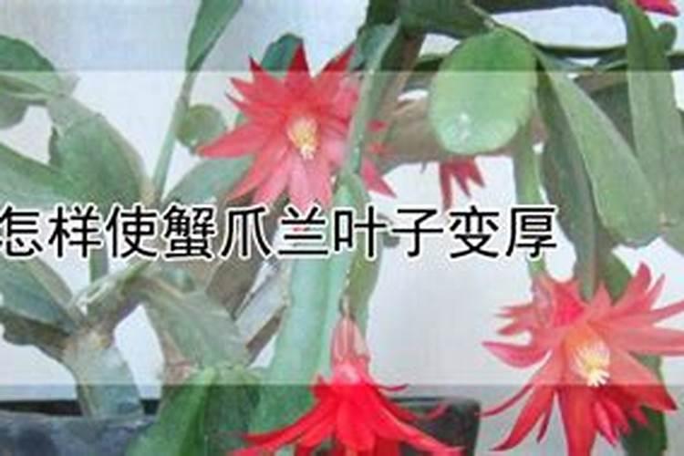 怎样使蟹爪兰叶子变厚