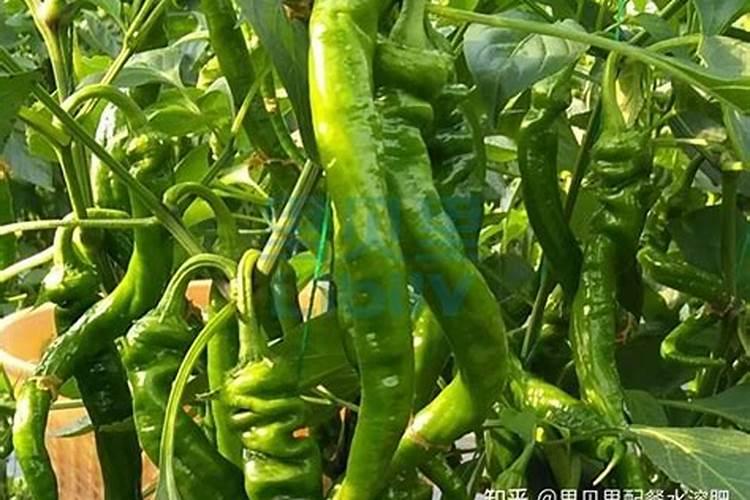 辣椒用什么肥料才能高产种辣椒用什么肥料高产