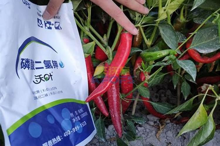 辣椒施肥,要哪种肥比较好？
