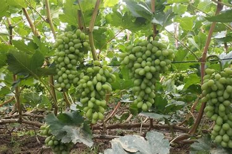 怎么才能给植物补硼补钙？