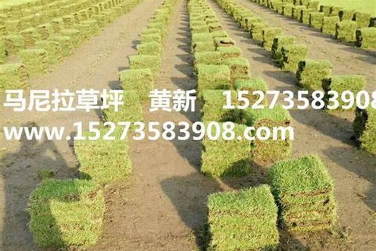马尼拉草坪怎样施肥