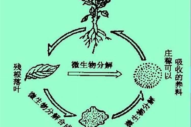 腐殖质就是腐殖酸吗为什么？